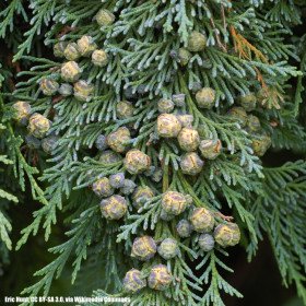 Cypress of Lawson, Cedar of Port Orford, Chamaecyparis Lawsoniana